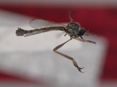 euscelidia_acuminata_ht_nmsa_01.jpg