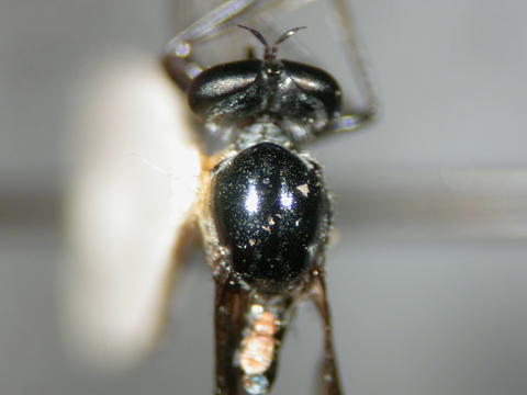 euscelidia_anthrax_ht_nhmb_1.jpg