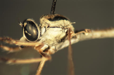 euscelidia_cana_ht_nmsa_web.jpg