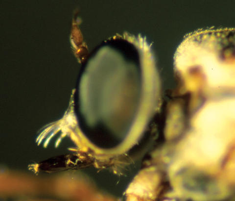 euscelidia_crena_lateral_web.jpg