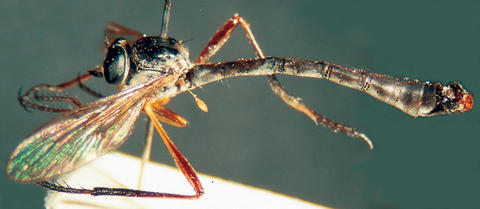euscelidia_erichthenii_ht_smns_web.jpg