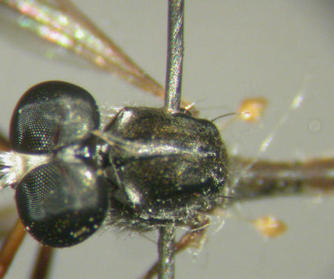 euscelidia_kasungu_ht_nmsa_04_web.jpg