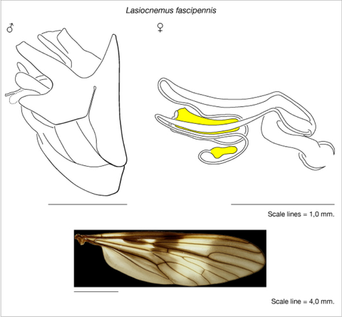fascipennis_plate.png