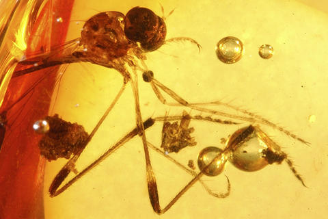 amnh_dr-v-7_01_web.jpg