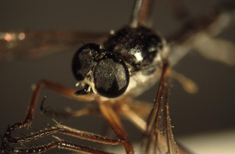 euscelidia_erichthenii_ht_smns_02_web.jpg
