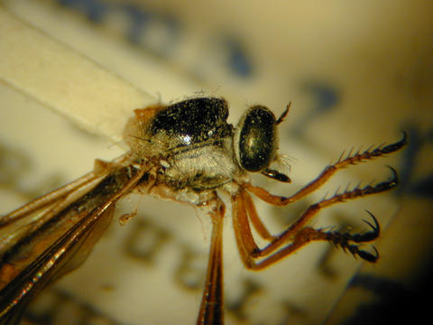 euscelidia_fistula_ht_isnb_02_web.jpg