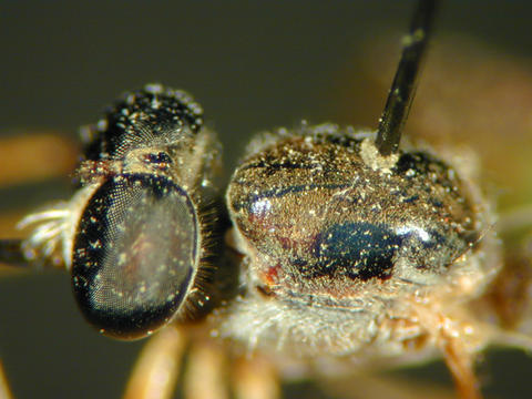 euscelidia_livida_1_web.jpg
