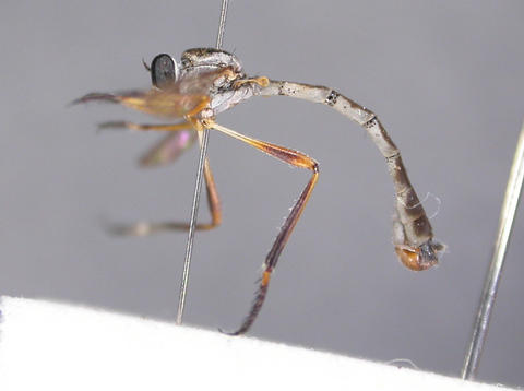 euscelidia_vallis_ht_nmsa_01_web.jpg