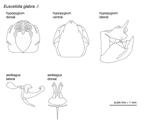 glabra_plate.png