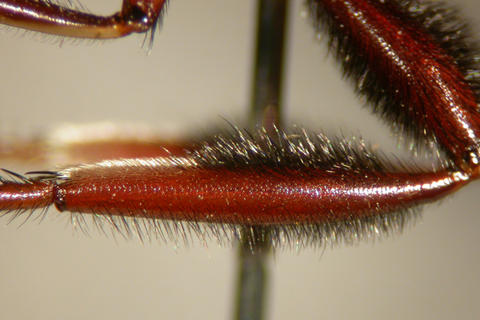 lasiocnemus_fascipennis_03.jpg
