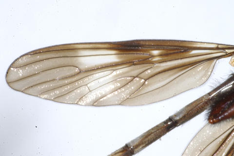 lasiocnemus_fascipennis_05.jpg