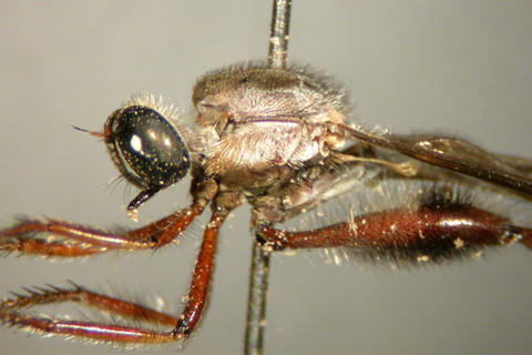 lasiocnemus_londti_ht_m_nmsa_01.jpg