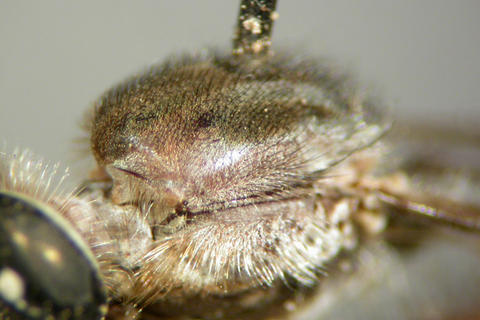 lasiocnemus_londti_ht_m_nmsa_04.jpg