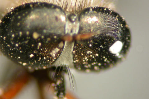 lasiocnemus_londti_ht_m_nmsa_05.jpg