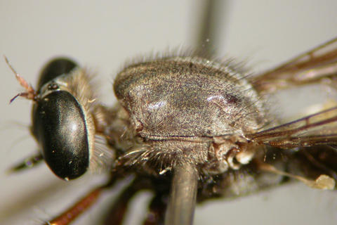 lasiocnemus_londti_nmsa.jpg