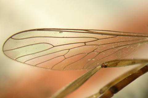 leptogaster_coarctata_st_zsmc_05.jpg