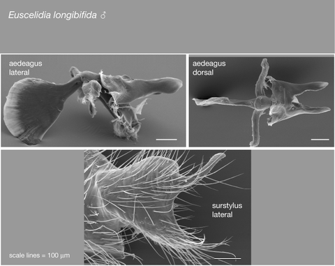 longibifida_sem_plate.png