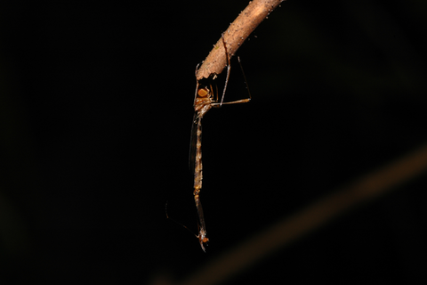 mesoleptogaster_sp_loongfah_ns2_250905_91.png