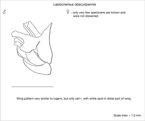 obscuripennis_plate.png