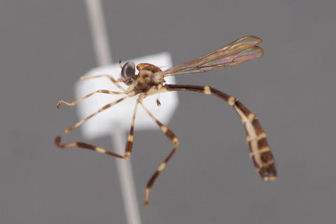 schildia_adina_pt_cas_03.jpg