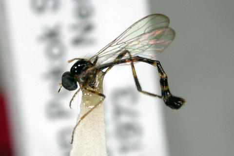 schildia_malaya_ht_bmnh_1_web.jpg