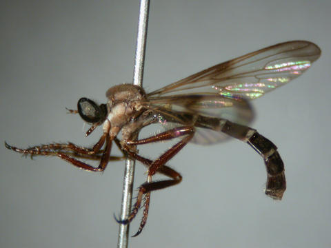systellogaster_alba_pmnh.jpg